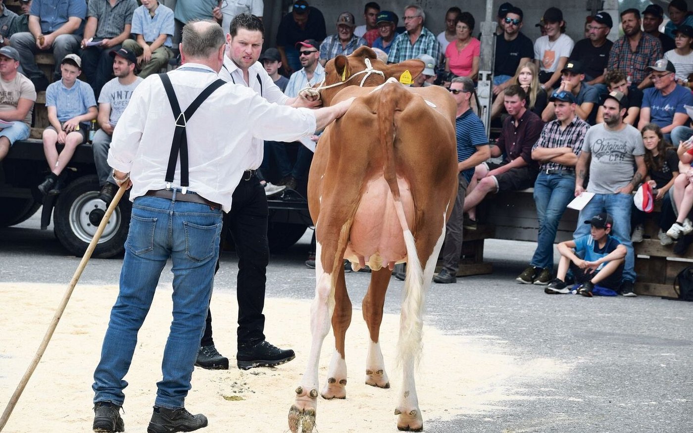Gygers Attraction Cecilia war einem Käufer 8900 Franken wert. Diese Erstlingskuh ging an einen bekannten Emmentaler Züchter.