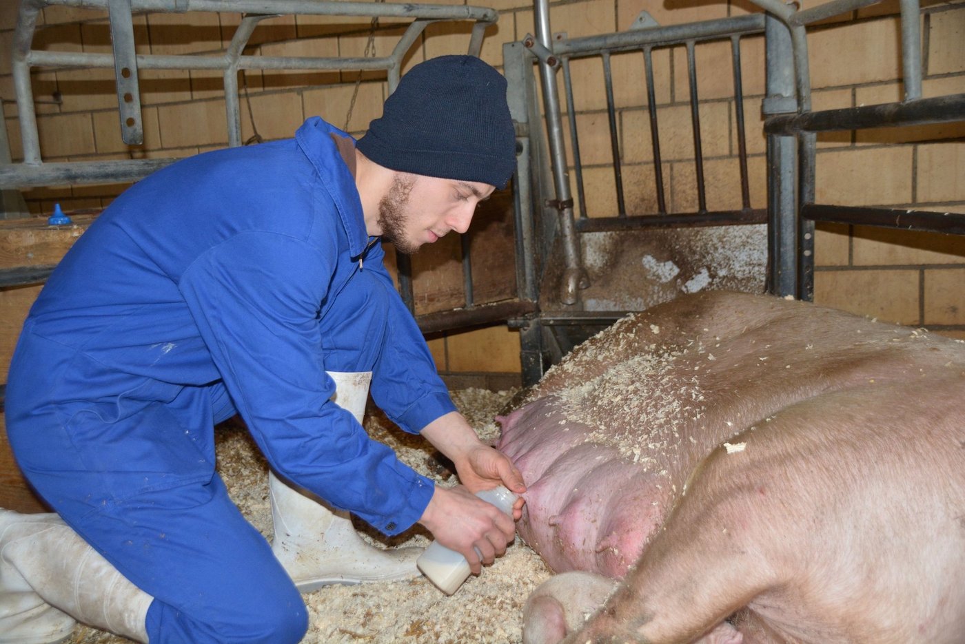 Simon Häller milkt vorsichtig etwas Kolostralmilch in ein Fläschchen.  (Bild aem)
