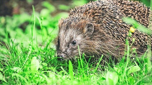 Igel sind keine Vegetarier, sondern Insektenfresser. Totholz- und Laubhaufen im Garten helfen ihnen, Nahrung zu finden. 