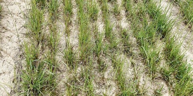 Eine im Herbst angesäte Kunstwiese. Sie leidet nun ebenfalls unter den trockenen Bedingungen.