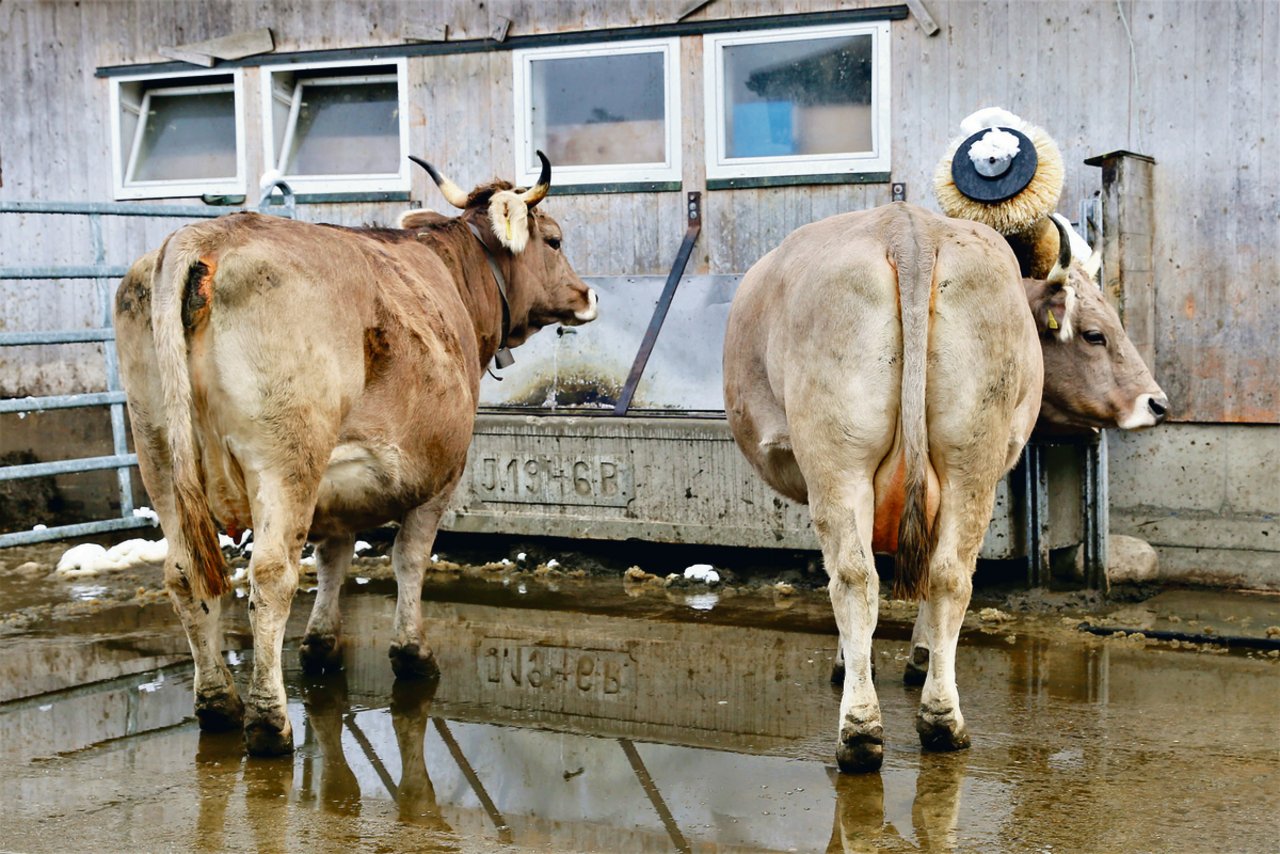 Ein ausgewogenes Verhältnis von Milch und Fleisch ist das Zuchtziel auf dem Betrieb Obersüren.(Bilder Reto Betschart)