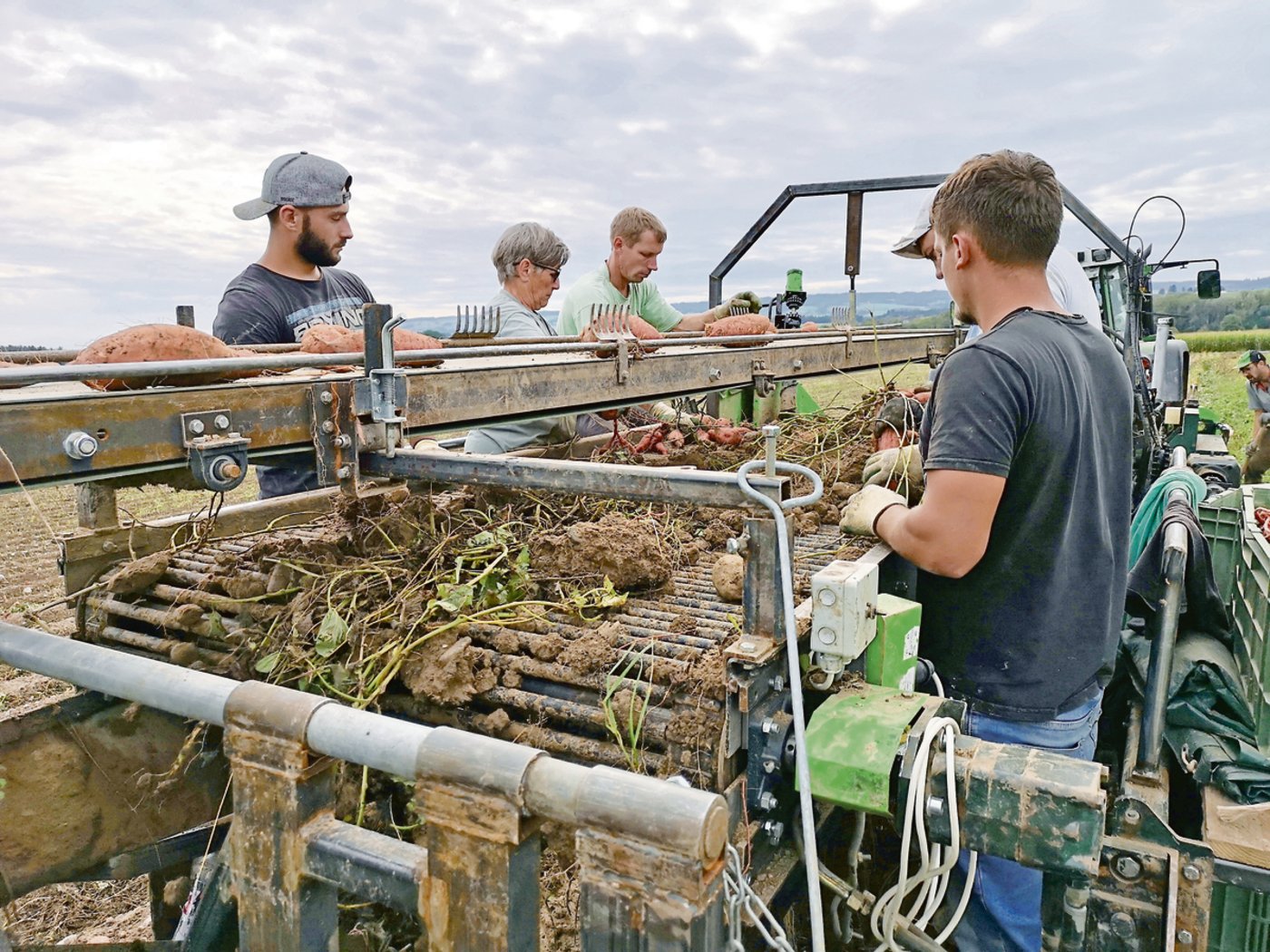 Noch immer bedeutet  die Süsskartoffelernte viel Handarbeit. Doch nun ist sie etwas schonender für den Rücken geworden.