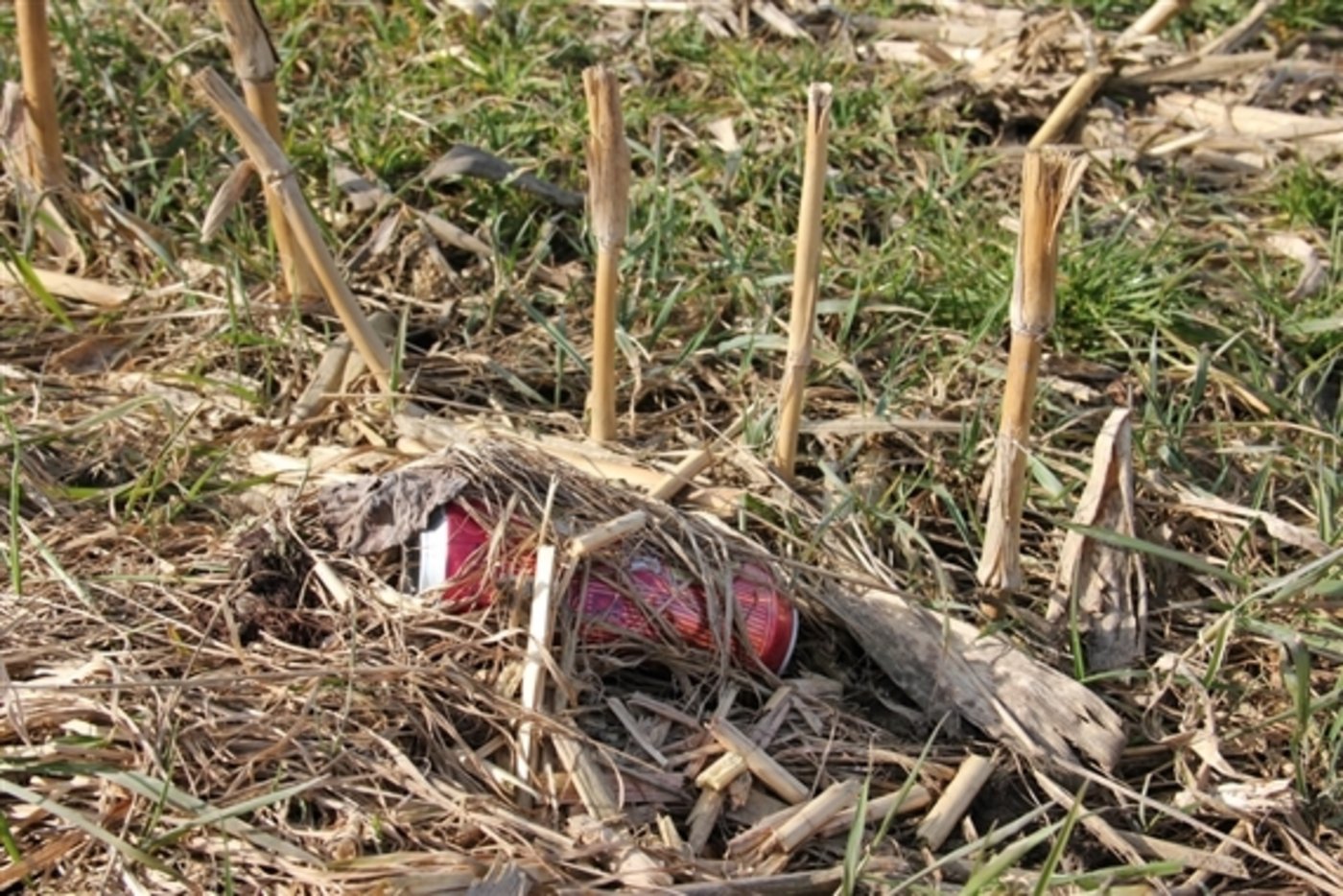 Getränkedose auf abgeernteem Maisfeld: Littering ist für die Landwirtschaft ein Problem. (Bild SBV)