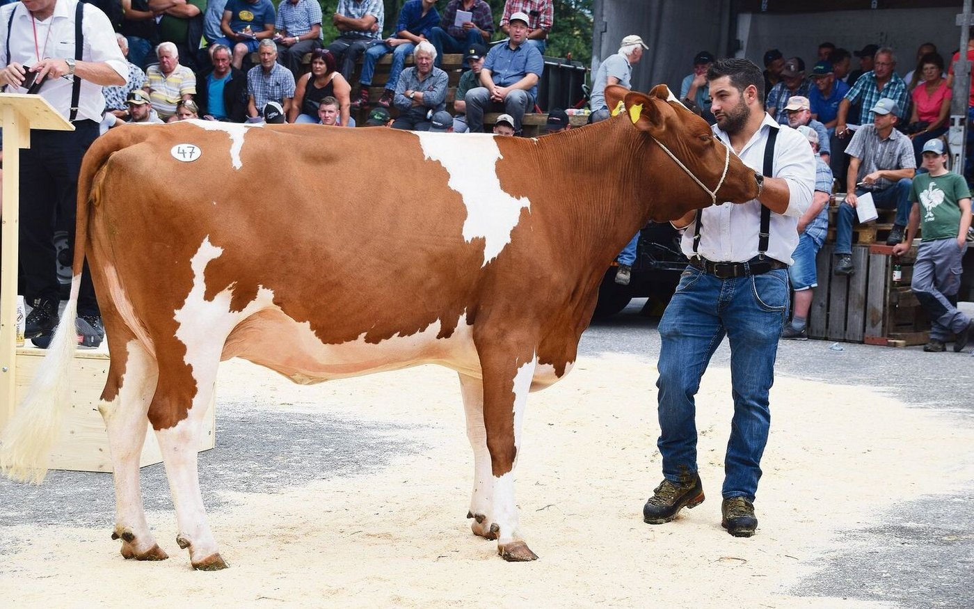Die maximalpunktierte (44 44 90) SF-Kuh Florino Ashlyn  kommt Mitte August zum zweiten Kalb. 