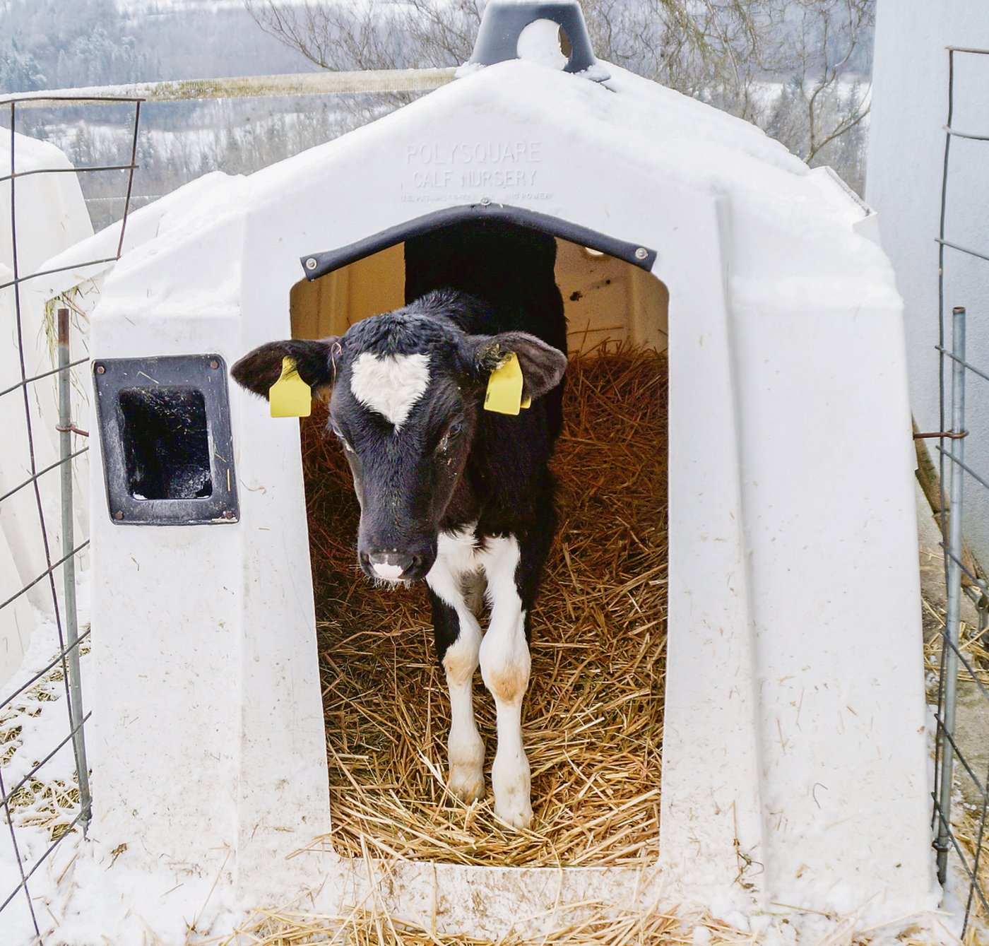 Schon bald nach der Geburt werden die Kälber in Iglus untergebracht. Auf dem Bild das vier Wochen alte Kälbchen Abeylisse.