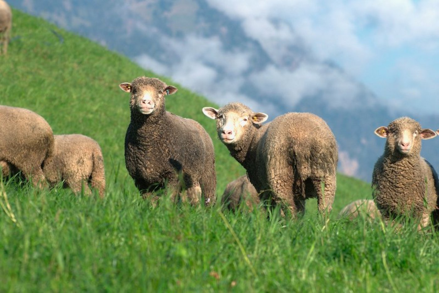 Im Landwirtschaftszentrum in Visp soll die Alpbewirtschaftung mit Kleinvieh erforscht werden. (Bild BauZ)