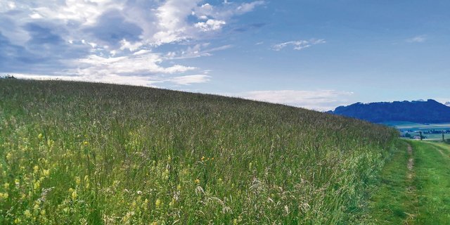 Einst artenreiche, wenig intensive Wiesen wurden aufgrund der lockenden Beiträge in extensive Wiesen umgewandelt. Sie verarmen und verlieren an Qualität.(Bild sb)