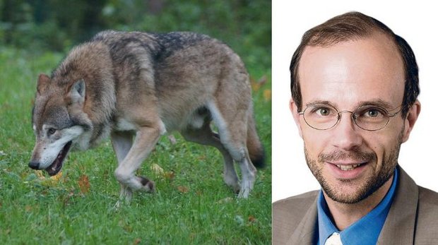 Gastbeitrag: Wie weiter? Das Zusammenleben mit dem Wolf aus rechtlicher Sicht Roland Norrer ist Professor für öffentliches Recht und Recht des ländlichen Raums an der Universität Luzern. (Bilder Pixabay / Uni Luzern )