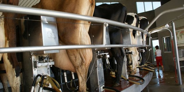 In den USA ist das Klonen von Rindern verbreitet. (Symbolbild lid)