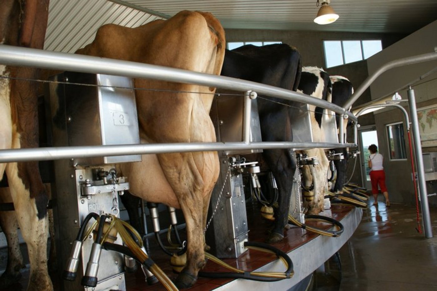 In den USA ist das Klonen von Rindern verbreitet. (Symbolbild lid)