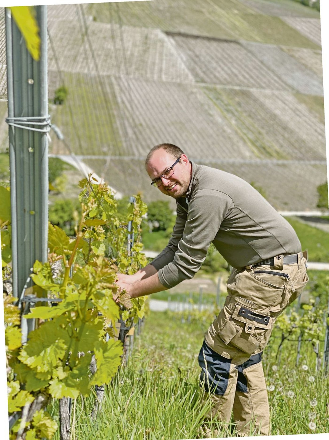 Die grösste Herausforderung für Biowinzer Marc Güntert ist das Gras in den Rebbergen. Hat es zu viel Unkraut, leiden die Reben unter Trockenstress. 
