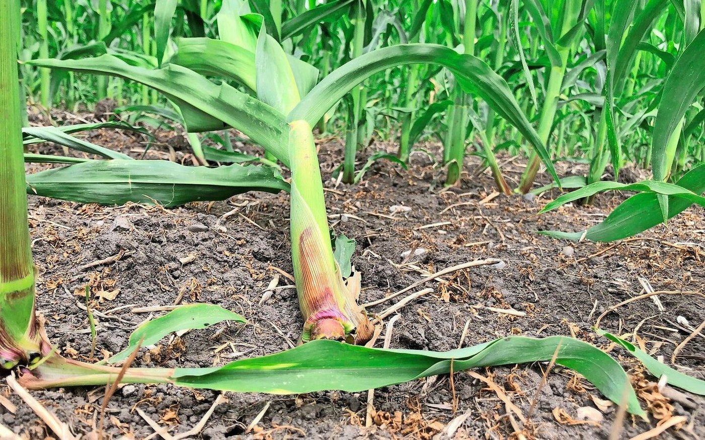 Geschädigter Mais fällt von selbst oder bei leichter Berühung um.
