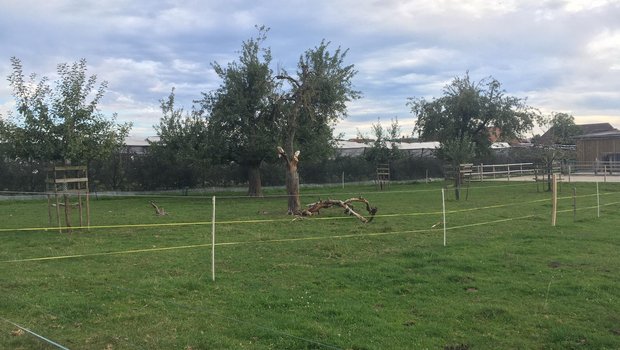 Werden Hochstämmer zu gross und ausladend, können sie bei starkem Wind kippen oder verlieren Äste. (Bild jsc)