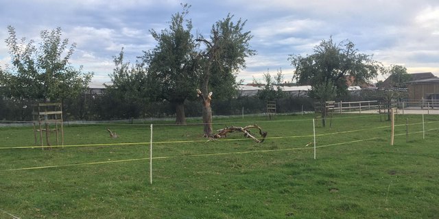 Werden Hochstämmer zu gross und ausladend, können sie bei starkem Wind kippen oder verlieren Äste. (Bild jsc)
