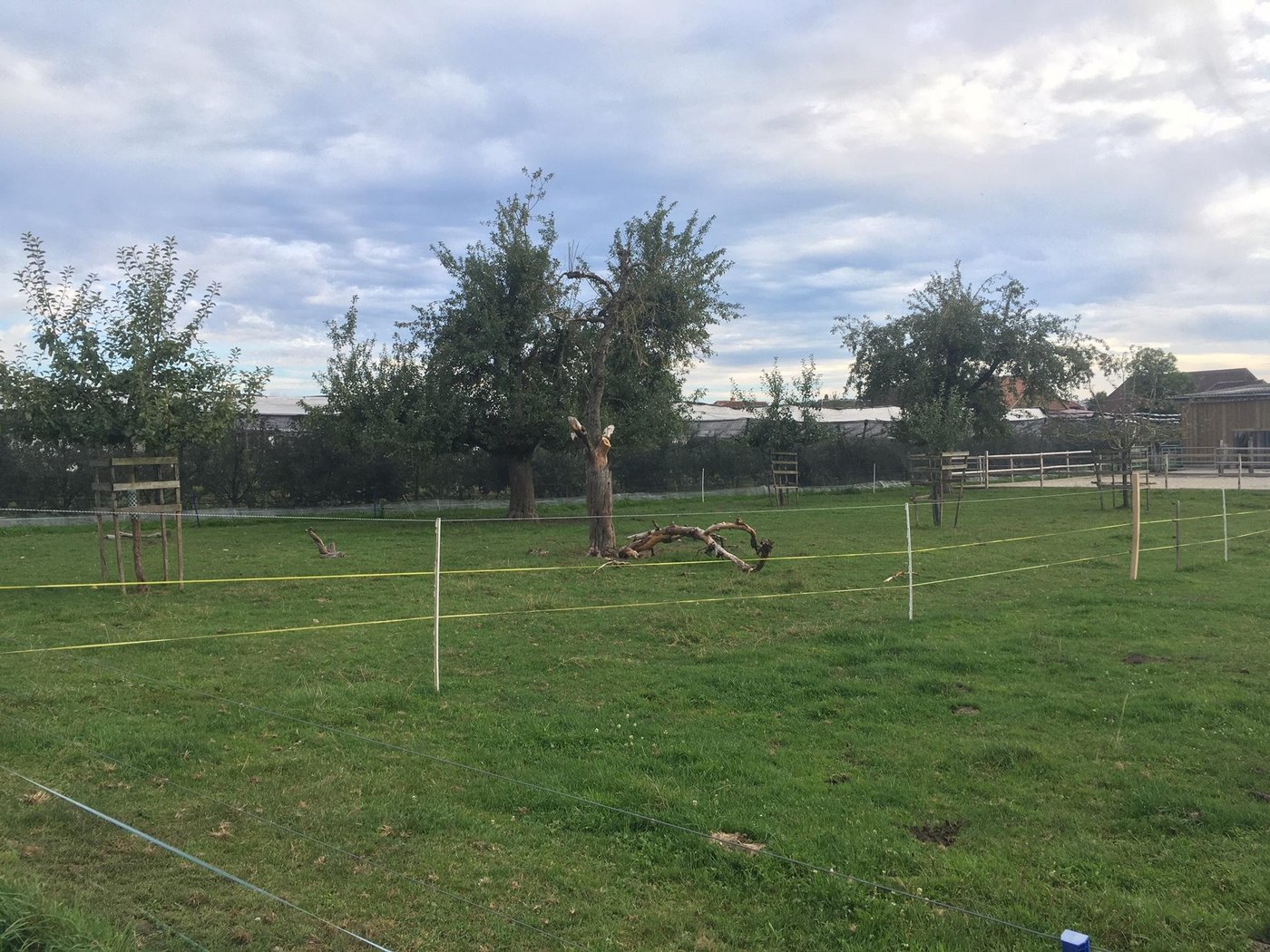 Werden Hochstämmer zu gross und ausladend, können sie bei starkem Wind kippen oder verlieren Äste. (Bild jsc)