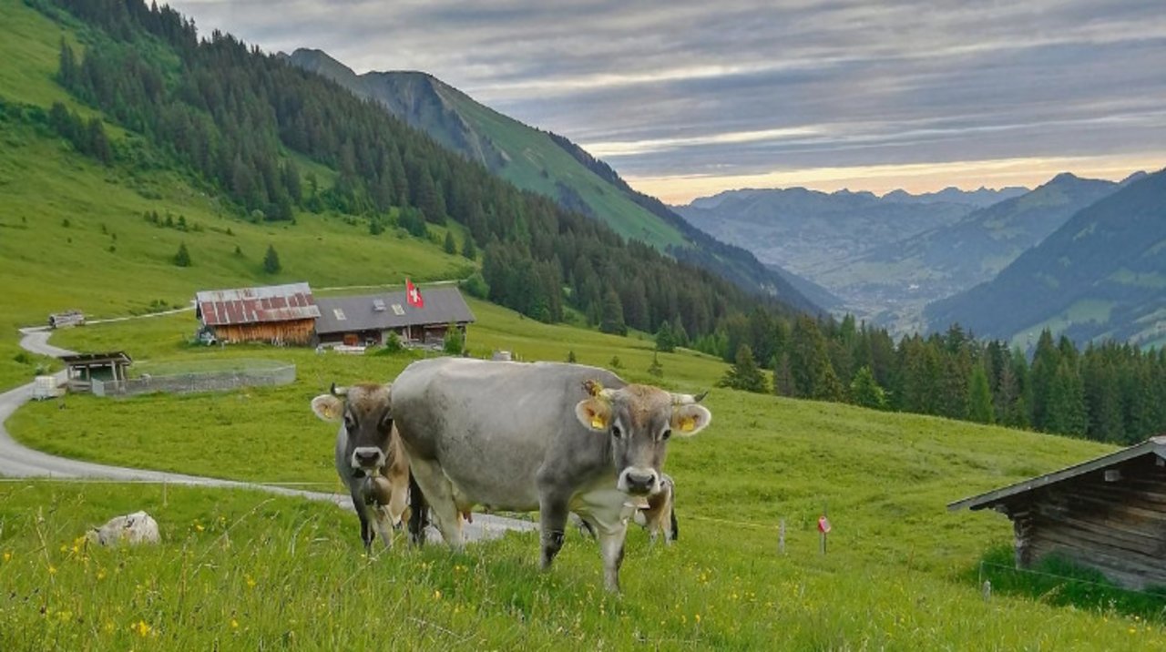 Die Halbschwestern Ulme und Bambi geniessen die Zeit auf der Alp auch. (Bild Toni Bergmann)