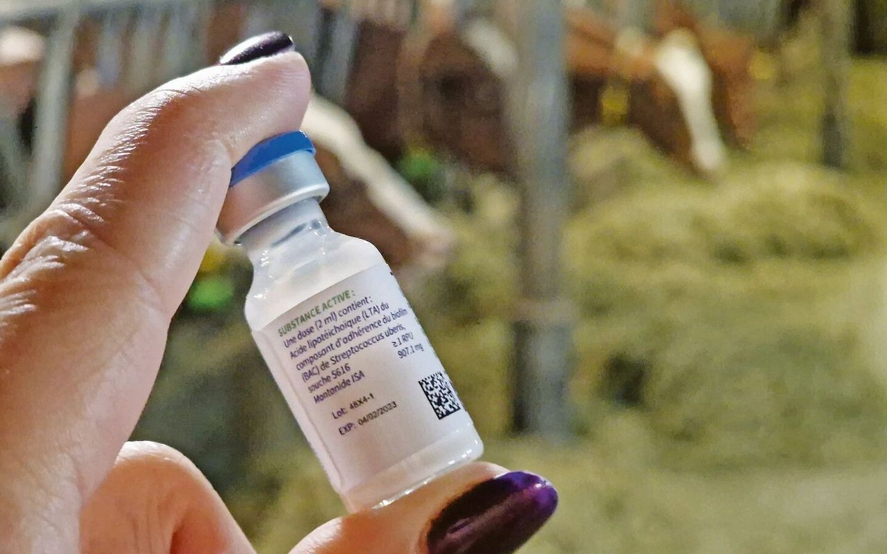 Seit einiger Zeit ist eine Impfung gegen den Mastitis-Erreger Uberis auf dem Markt. Solche Impfstoffe werden wichtiger.