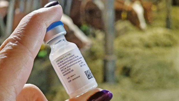 Seit einiger Zeit ist eine Impfung gegen den Mastitis-Erreger Uberis auf dem Markt. Solche Impfstoffe werden wichtiger.