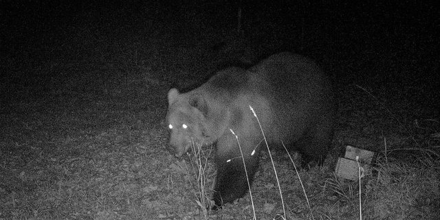 Der Bär kommt vermutlich aus Italien. (Bild Bayerische Staatsforsten)
