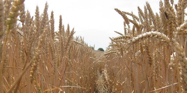Nach der vorläufigen Einschätzung von Swiss Granum ist nicht mit einer grossen Weizenernte zu rechnen. (Bild zVg)