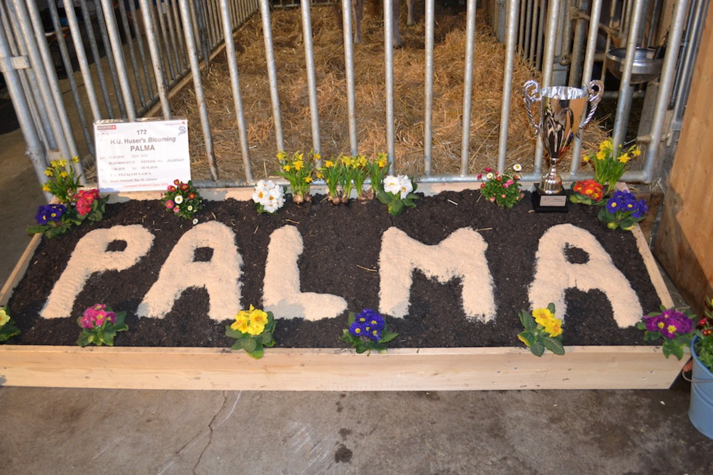 Eine Europameisterin verdient eine ansprechende Dekoration.