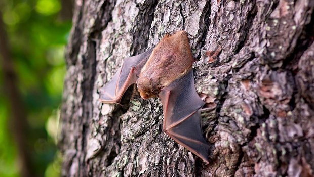 Fledermäuse knallen aufgrund einer Täuschung ihres Ortungssystems häufig gegen glatte, senkrechte Oberflächen. (Bild Pixabay)