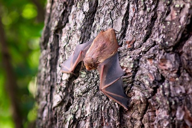 Fledermäuse knallen aufgrund einer Täuschung ihres Ortungssystems häufig gegen glatte, senkrechte Oberflächen. (Bild Pixabay)