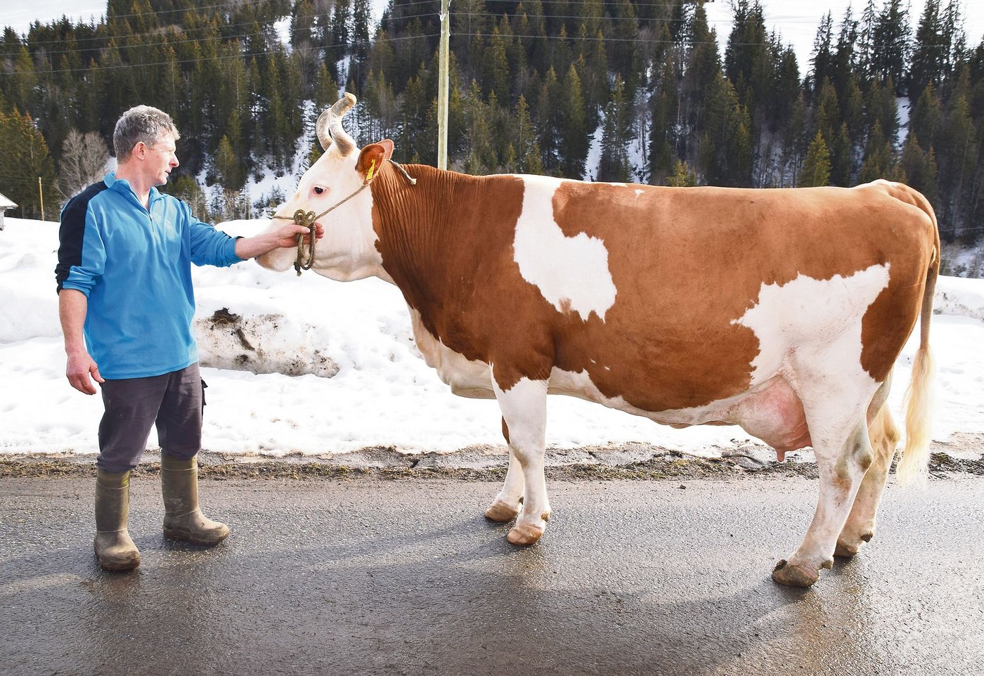 Zwölfjährig und immer noch in Topform: Silvan Kenia (55 55 98) mit Leistungen von bis zu 8500 kg Milch.
