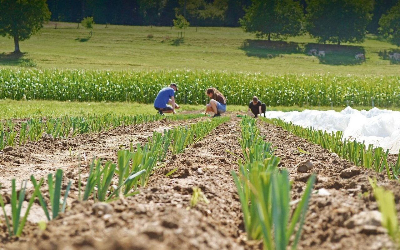 Häufig betreiben kollektiv geführte Höfe Gemüsebau und vermarkten direkt, denn dafür braucht es viele Arbeitskräfte. Hier ein Bild von den Gemüsefeldern des Fondlihofs.
