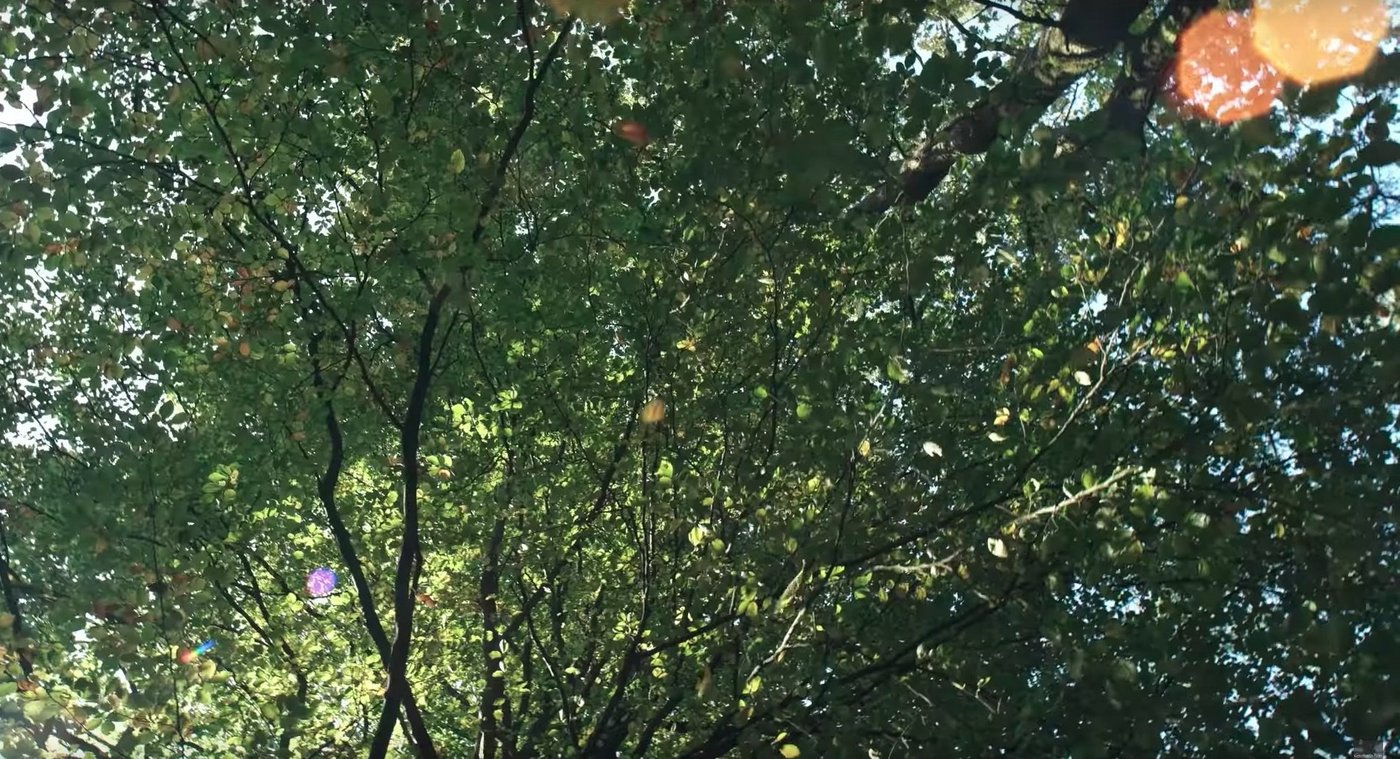 Naturschutzverbände freuen sich über das grosse Interesse, das der Bestsellerautor Wohlleben am Wald weckt. (Bild Screenshot Trailer)