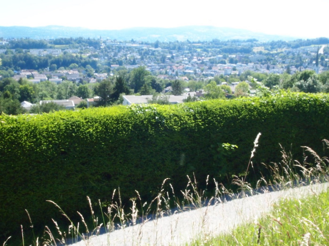 Gerade im ländlichen Raum wäre eine Fichtenhecke die passende Alternative zu den langweiligen Jasminhecken. Regelmässiger Schnitt ist unabdingbar, damit sie schön dicht wird und nicht auskahlt.