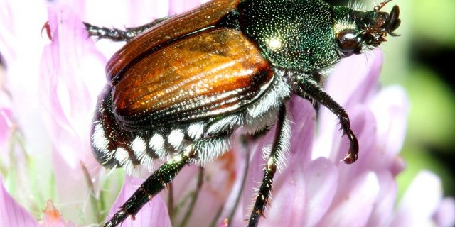 Bereits die Larven des Japankäfers ernähren sich von Wurzeln. (Bild Bruce Marlin / Creative Commons Attribution 3.0)