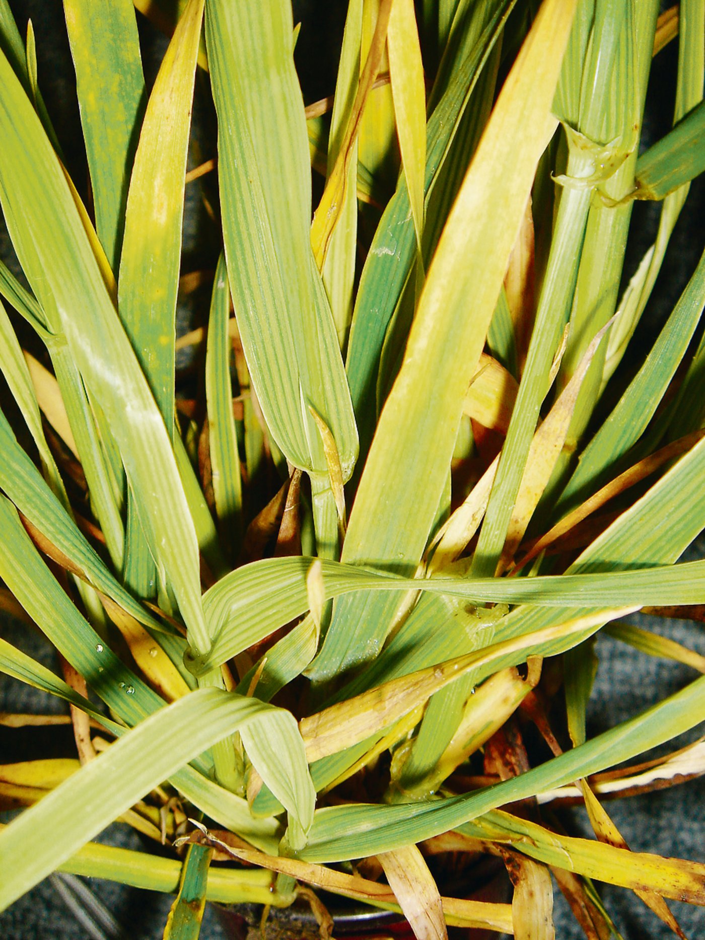 Gelbverzwergungsvirus auf Gerste.(Bild Andi Distel)