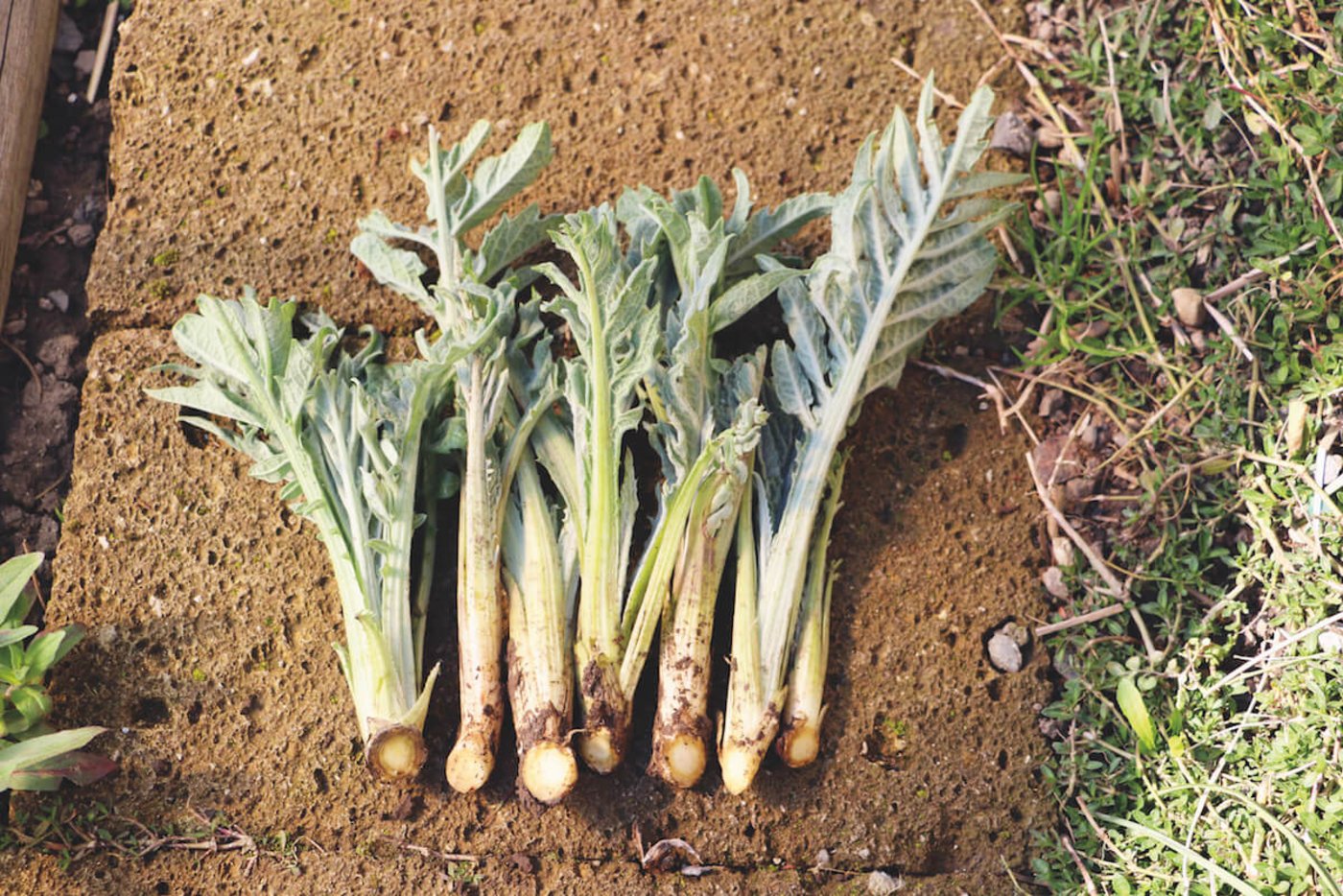 Artischocken lassen sich am einfachsten über Jungtriebe vermehren.  (Foto: Eveline Dudda)