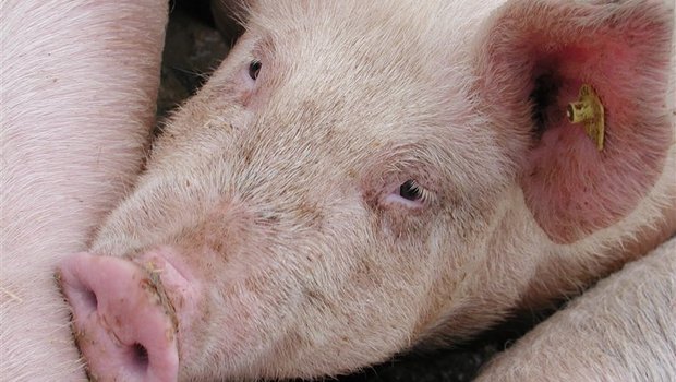 Der Angeklagte soll in grossem Stil Schweine unter "QM Schweizer Fleisch" verkauft haben, die aus nicht zertifizierten Betrieben stammten. (Bild BauZ)