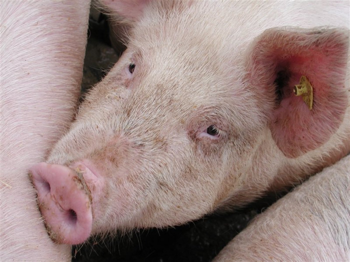 Der Angeklagte soll in grossem Stil Schweine unter "QM Schweizer Fleisch" verkauft haben, die aus nicht zertifizierten Betrieben stammten. (Bild BauZ)