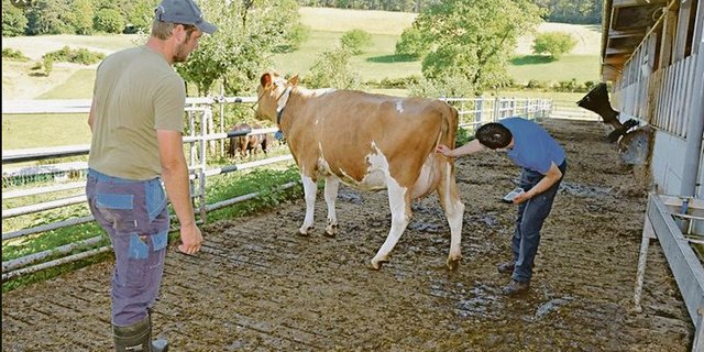 Für die Zuchtwertschätzung und für das Nachzuchtprüfungsresultat der Stiere ist die lineare Beschreibung wichtig. (Bild pf)