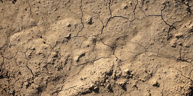 Die aktuelle Trockenheit in Schweden könnte die Grundfutterversorgung gefährden. (Symbolbild Pixabay)