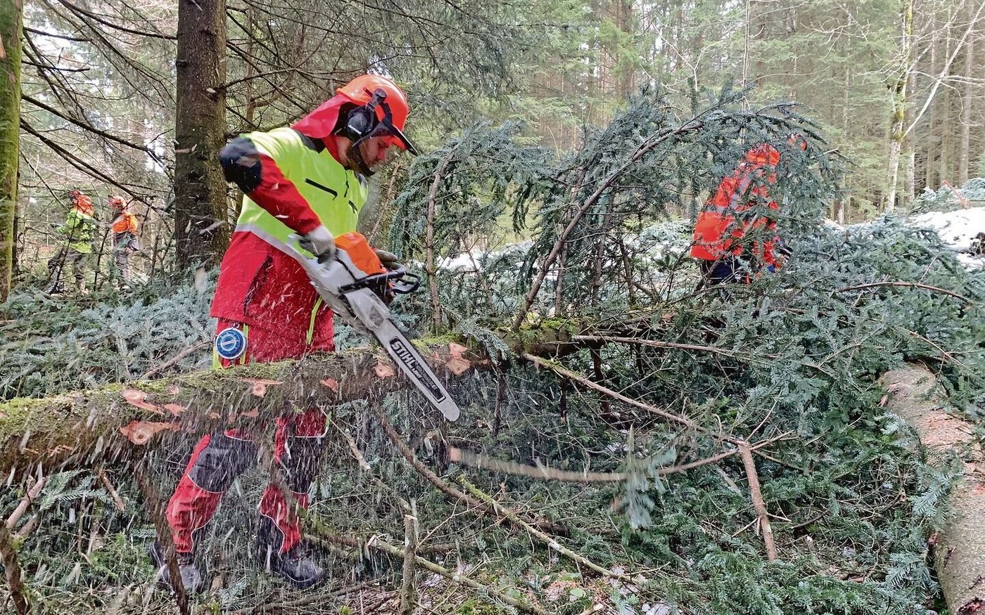 Auch richtiges Entasten will gelernt sein. Jan Felder im Einsatz am Holzerkurs im Eigenthal. 