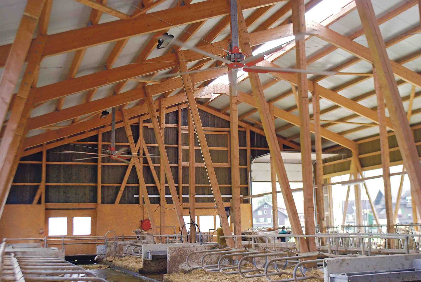 Oben an der Decke helfen zwei Ventilatoren zusätzlich für eine gute Luft im Stall. (Bild Peter Fankhauser)