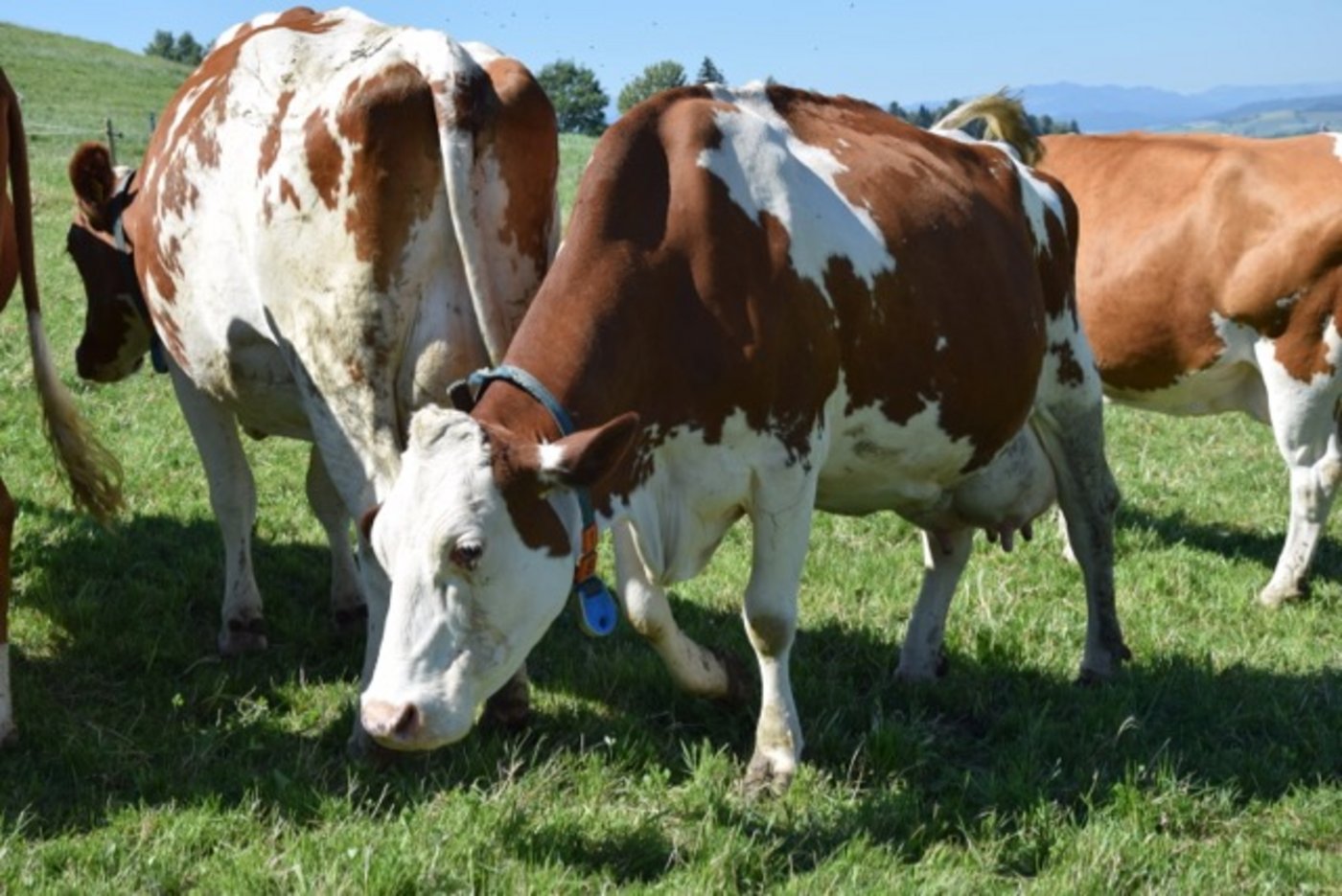 Harmonie, eine Rustler-Tochter, ist die zweitälteste Kuh von Käsers. Sie ist elf Jährig und verebt gute Gehalte, Persistenz sowie Zellzahlen. 