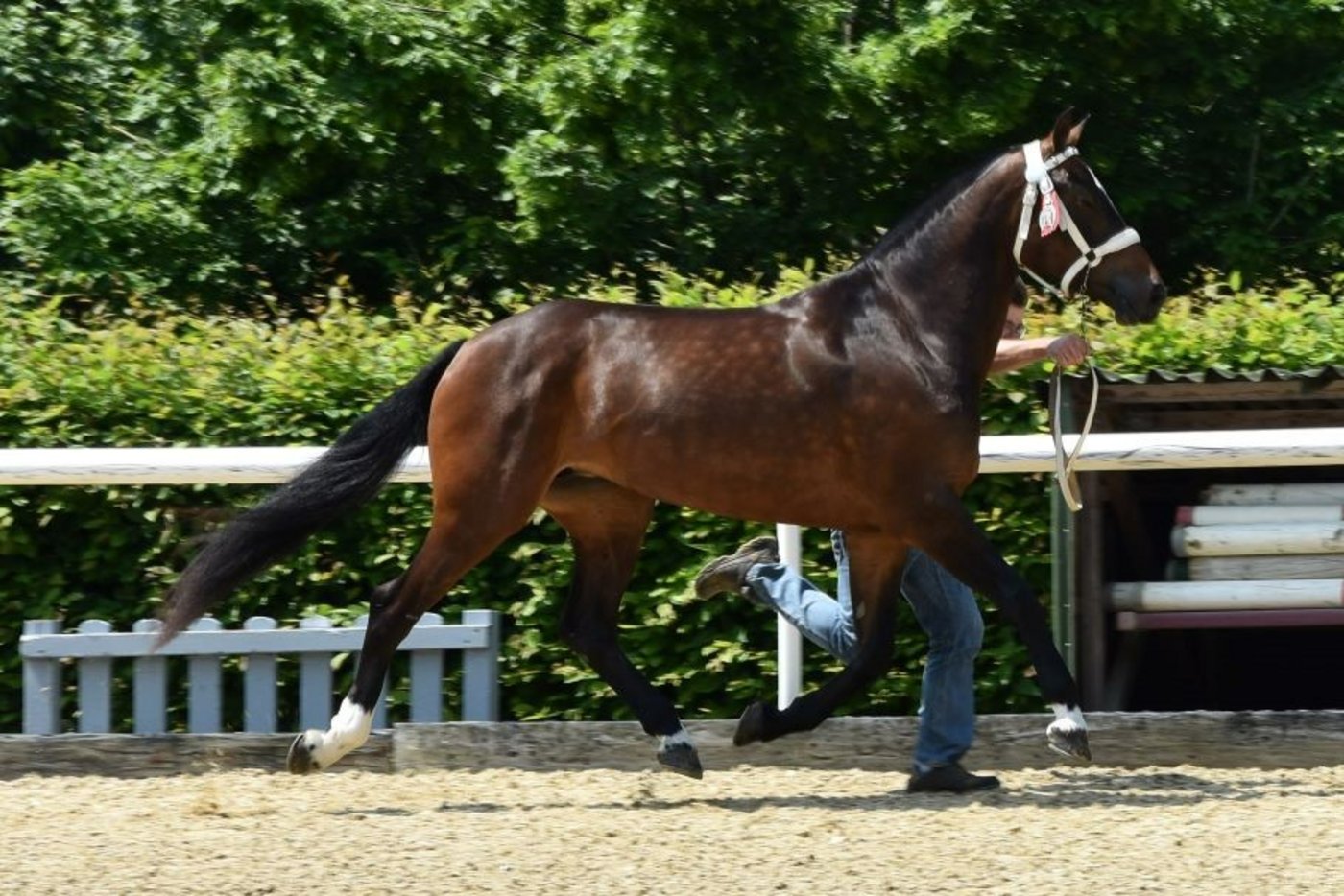 Magicienne von Nicolas Froideaux aus Le Bémont war die Tagessiegerin. (Bild Tamara Uebelmann)