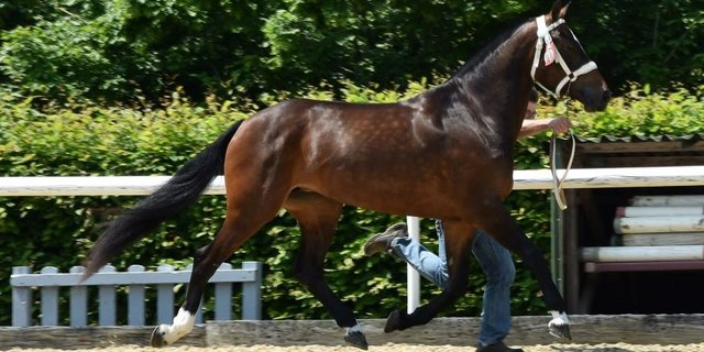 Magicienne von Nicolas Froideaux aus Le Bémont war die Tagessiegerin. (Bild Tamara Uebelmann)