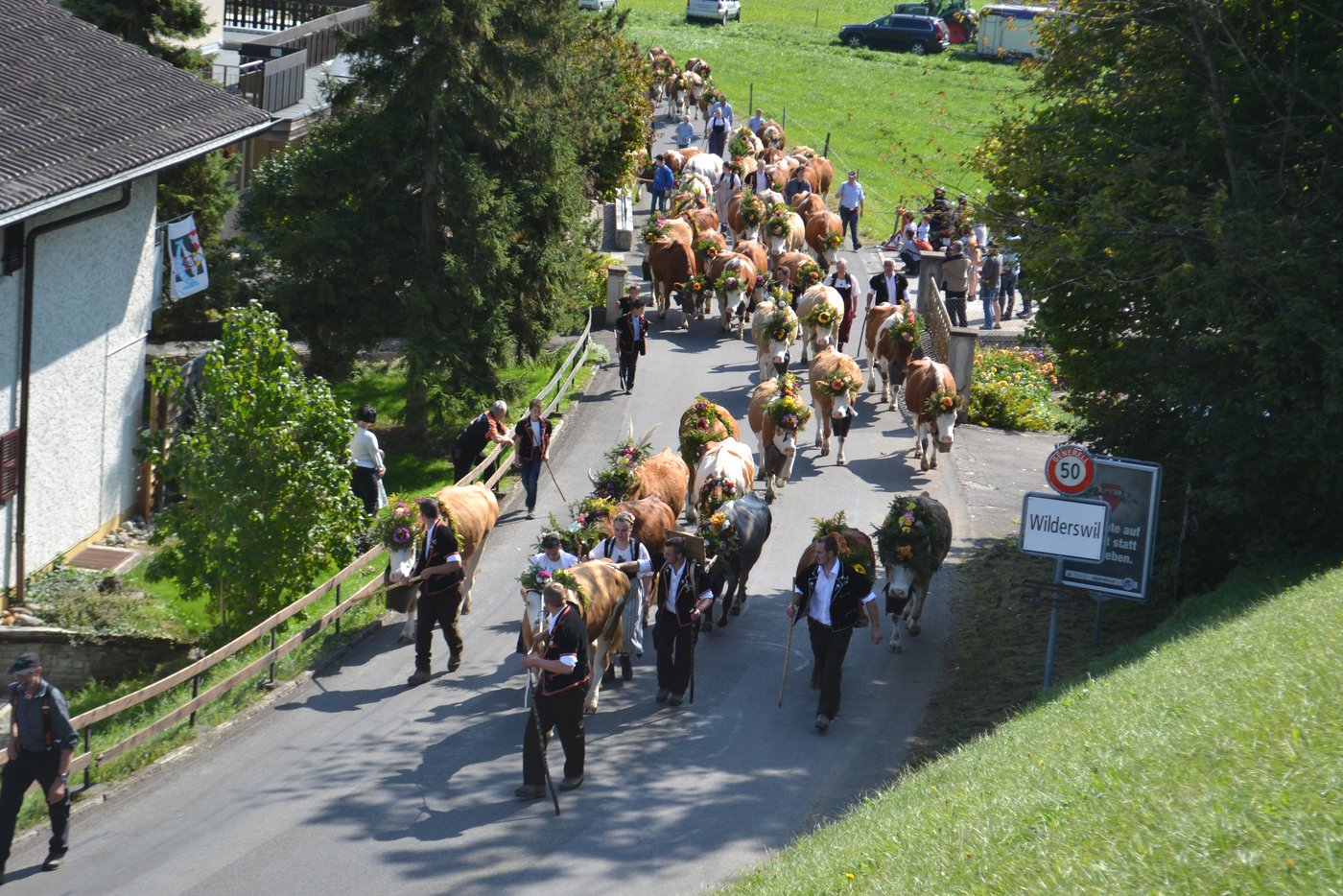 Der Alpabzug ist gestartet. Es geht Richtung Interlaken.