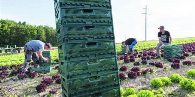 Der Verband der Schweizer Gemüseproduzenten lehnt die beiden Agrarinitiativen ab, die am 23. September vors Volk kommen. (Symbolbild Keystone)