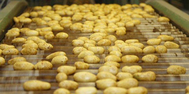 Die Corona-Pandemie hat das Konsummuster verändert: Speisekartoffeln finden reissenden Absatz, während Frites-Kartoffeln in den Lagern liegen bleiben. (Bild lid)