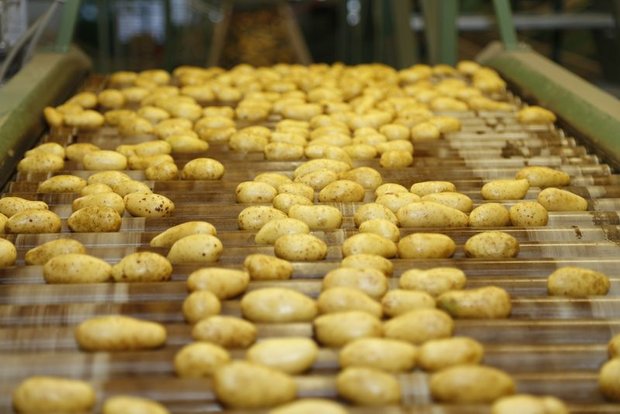 Die Corona-Pandemie hat das Konsummuster verändert: Speisekartoffeln finden reissenden Absatz, während Frites-Kartoffeln in den Lagern liegen bleiben. (Bild lid)