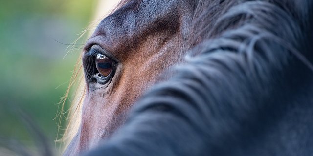 Der Inlandanteil liegt beim Pferdefleisch in der Schweiz bei knapp 10 Prozent. Pro Kopf werden laut Proviande hierzulande gut 300 Pferdefleisch gegessen. (Bild wal_172619 / Pixabay)  