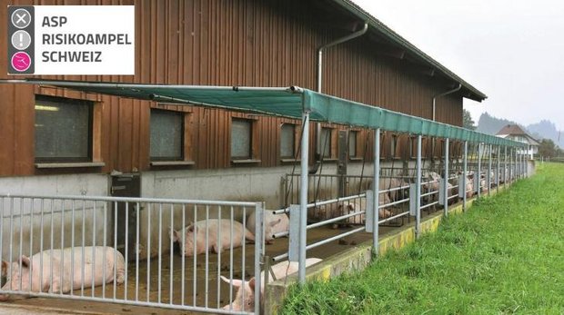 Afrikanische Schweinepest: Risiko senken mit Ampel-System Je nach Betriebstyp umfasst die ASP-Risikoampel maximal 118 Fragen in den Bereichen Sicherung des Betriebs, Sicherung des Stalls und Arbeitsabläufe. (Bild und Logo Suisag)
