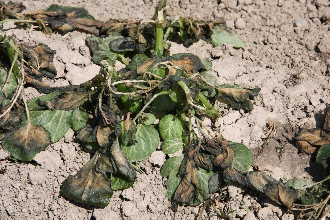 Diese Frühkartoffeln hatte der Wind abgedeckt. Ohne Schutz hatten sie beim Frost keine Chance. (Bild aw)